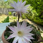 Kampou Leptokarya (Pieria)