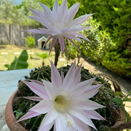 Kampou レプトカリヤ