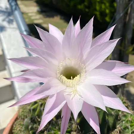 Kampou レプトカリヤ