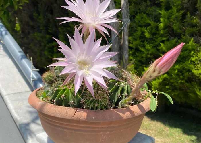 Kampou *