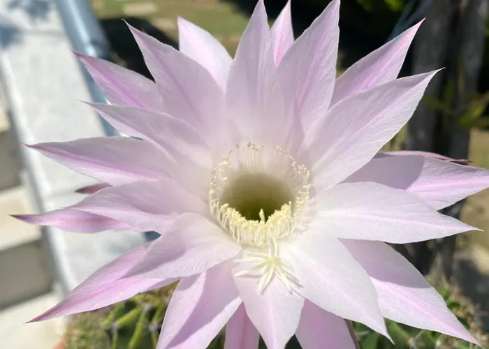 Kampou Leptokarya (Pieria)